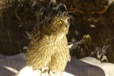 blak fish owl by light.JPG