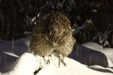 blak fish owl landing.JPG