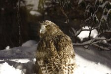 blak fish owl on ground.JPG