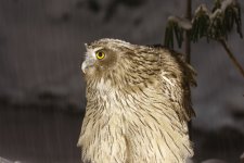 blak fish owl.JPG