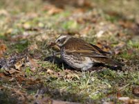 dusky thrush.JPG