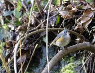 red flanked bluetail.JPG