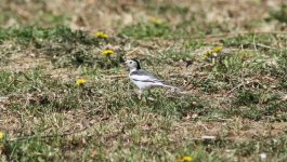 White Wagtail.jpg