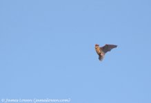 Noctule Bat_Holkham Hall_25-03-16__LOW7873.JPG