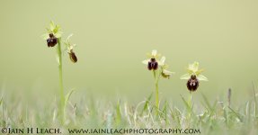 Early-Spider-Orchid-_5D37333.jpg