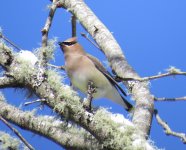 Cedar Waxwing.jpg