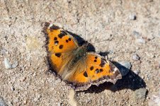 Yellow-legged Tortoiseshell lab 2.jpg