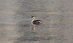 Great Crested Grebe.jpg