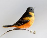 baltimore_oriole.jpg