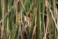 Marsh Wren us 1.jpg