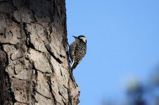 Red-cockaded Woodpecker us 1.jpg