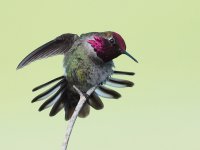 P3190102_Annas_Hummingbird.jpg