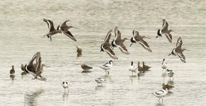 bt godwits breed flightvscrape MP D5 200-500mm_DSC6229.jpg