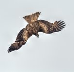 black kite dive pier lamma HK D5 200-500mm 1_tonemapped.jpg