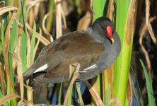 Moorhen.jpg