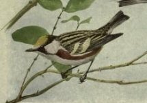 warbler, chestnut sided.jpg