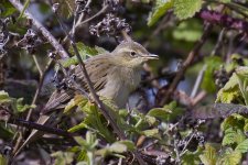 Grasshopper Warbler IMG_8512.JPG