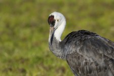 hooded crane close up.JPG