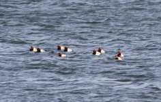 Common Pochard 7gk3.jpg