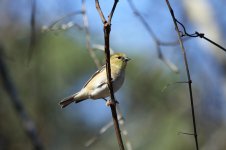 American Goldfinch us 1.jpg