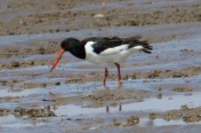 Eurasian Oystercatcher.jpg