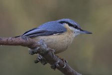 Nuthatch _G9A7223.jpg