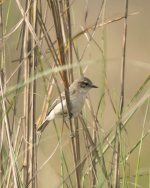 ZCisticola.jpg