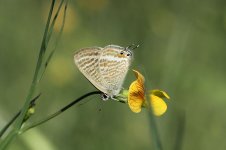 Long-tailed Blue ks 1.jpg