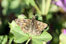 Mallow Skipper ks 1.jpg