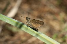 Pigmy Skipper ks 2.jpg