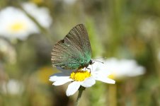 Green Hairstreak ks 1.jpg