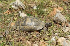 Spur-thighed Tortoise ks 1.jpg