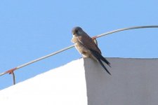 Eurasian Kestrel - male.jpg