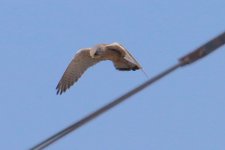 Eurasian Kestrel - male (2).jpg