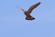 Eurasian Kestrel - male (3).jpg