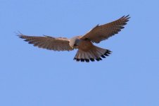 Eurasian Kestrel - male (4).jpg