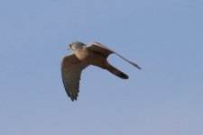 Eurasian Kestrel (1).jpg