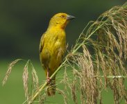 Golden Weaver.jpg