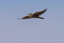 Eurasian Kestrel.jpg