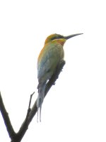 IMG_6877 Blue-tailed Bee-eater @ Tai O.jpg