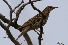 White's Thrush.jpg