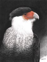 Crested_Caracara.jpg