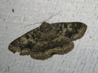 Ericeia plaesiodes 28 02 16 (3).JPG