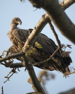 09 - HimalayanVulture.jpg