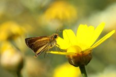 Lulworth Skipper ks 1.jpg