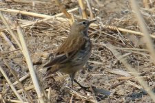 Water Pipit.jpg