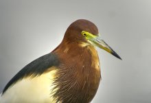 chinese pond heron breed mudflats MP A6300 sts85 TLSAPO23_DSC0967_tonemapped.jpg