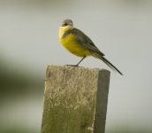 yellow wagtail mudflats MP A6300 sts85 TLSAPO23_DSC1116.jpg