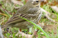 pipit 1b.jpg