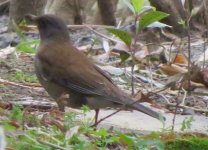 pale thrush.jpg